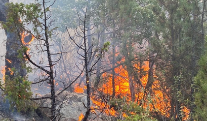 Son Dakika! Eskişehir'de orman yangını!