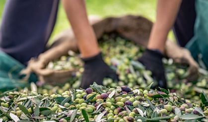 Sofralık zeytinde ihracat 100 bin tonu aştı