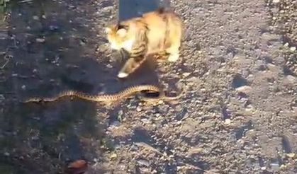 Kediyle yılanın kavgasının galibi kedi oldu
