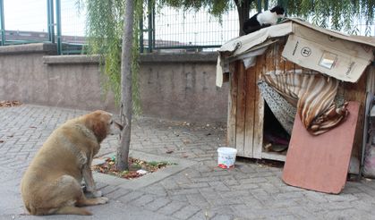 Eskişehir'de 22 senedir sokak hayvanlarını besliyor