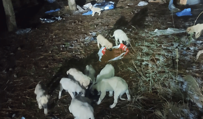Soğukta titreyen yavru köpekleri mama getirip beslediler