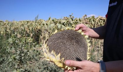 Bu yıl ayçiçeği hasadı için çiftçilerin umudu yüksek