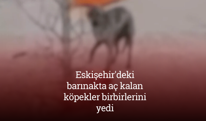 Eskişehir'deki barınakta aç kalan köpekler birbirlerini yedi
