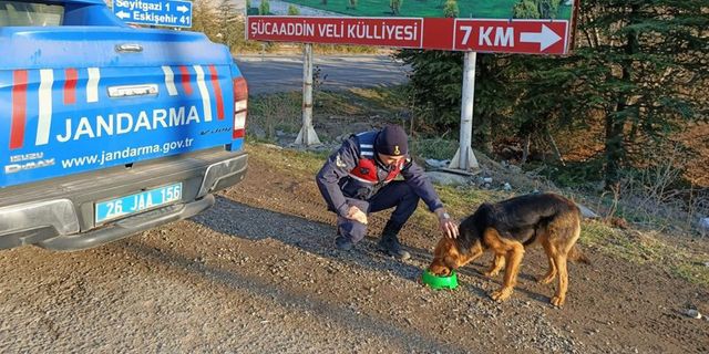 Jandarma ekiplerinden sokak hayvanlarına yönelik örnek davranış