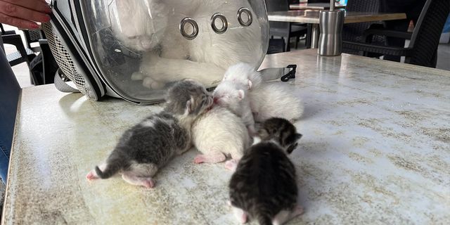 Birleşik doğan 4 kedi operasyonla hayata tutundu
