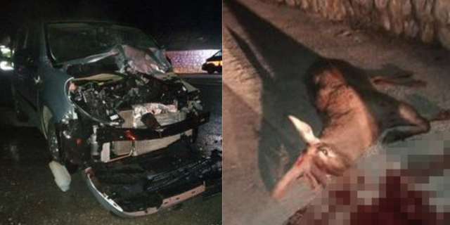Aracın çarptığı geyik telef oldu, 2 kişi yaraladı