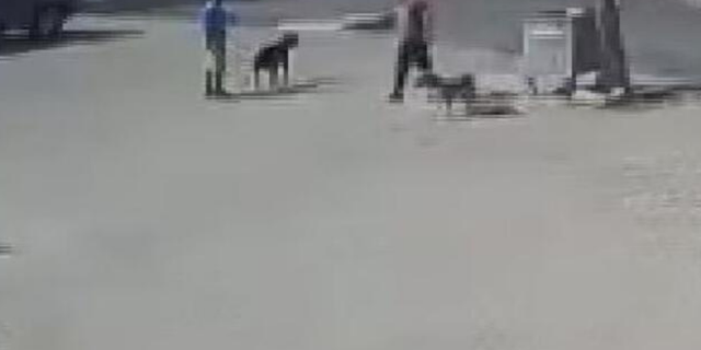 Sokak köpeğini silahla vuran şahıs gözaltına alındı