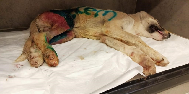 Yavru köpeğe çarpıp kaçtı, güvenlik kamerasına yakalandı