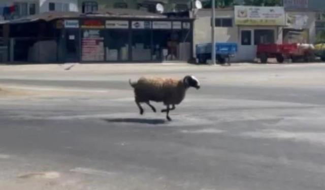 Bursa’da sahibinden kaçan koyun trafiği birbirine kattı
