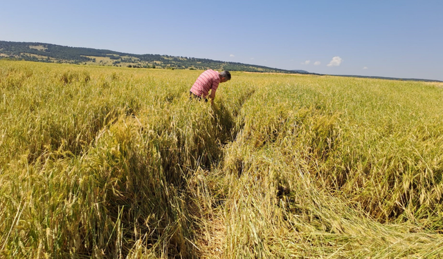 Eskişehirli çiftçiye sezon kapanışı hatırlatması