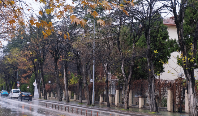 Büyükşehir ağaç bakım çalışmalarına devam ediyor