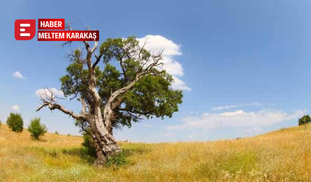 Eskişehir’in en yaşlı ağaçları tespit edildi