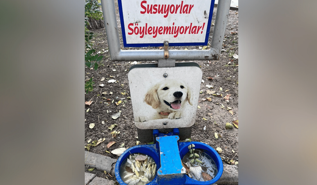 Eskişehir’de sokak hayvanlarına konulan mama kaplarının durumu içler acısı