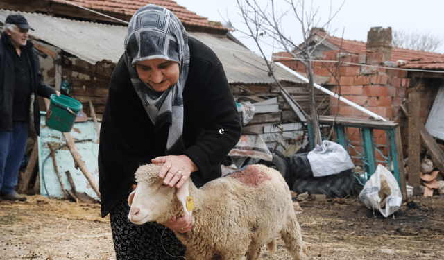 Büyükşehir'den çiftçiye küçükbaş hayvan desteği