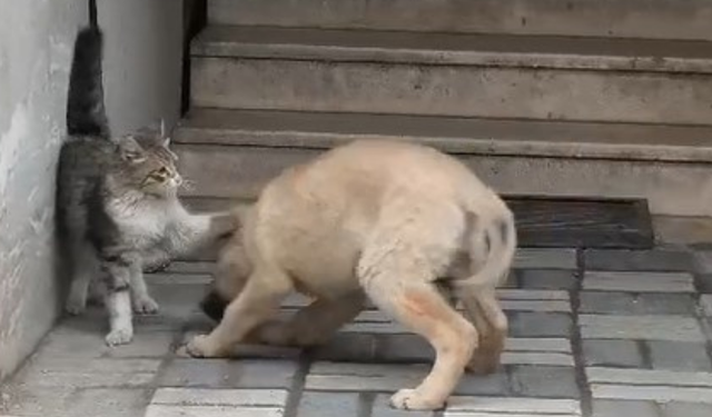 Kedi ve köpeğin arkadaşlığı yüzleri güldürdü