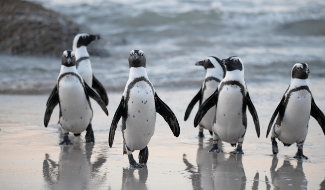 Penguenler gün içinde binlerce kez şekerleme yapıyor