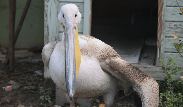 Yaralanan pelikana ilk müdahale yapıldı