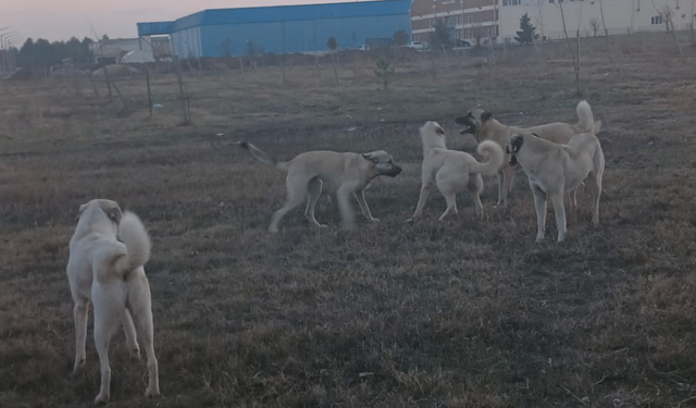 Bakan Yumaklı'dan 5 madde ile sokak hayvanlarına ilişkin açıklama