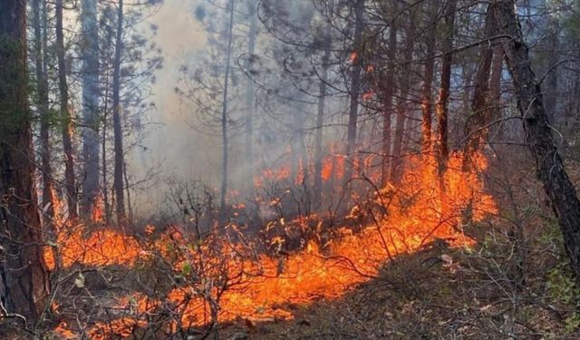 Her yeri yakıp kül edebilir! OGM'den Eskişehir'e yangın uyarısı