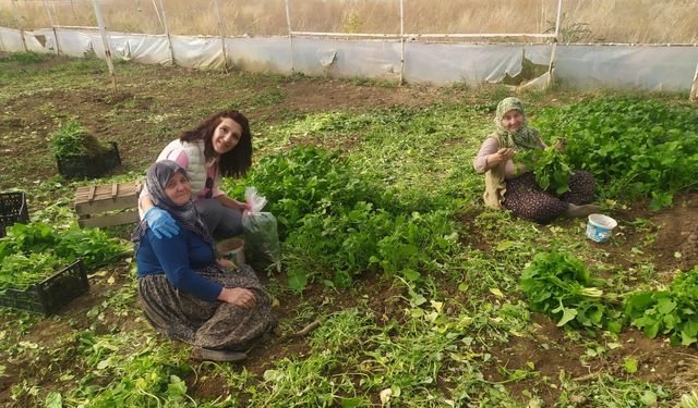 Eskişehir İl Tarım ve Orman Müdürlüğü'nün sağlıklı tarım çalışmaları devam ediyor