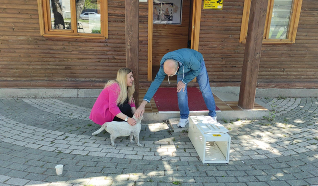 Bir haftadır binanın çatısında mahsur kalan kedi kurtarıldı