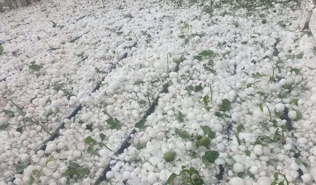 Üretici perişan! Eskişehir'de yağan dolu tarım ürünlere zarar verdi