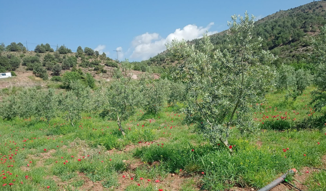 Eskişehir’de zeytin ağaçları çiçek açtı