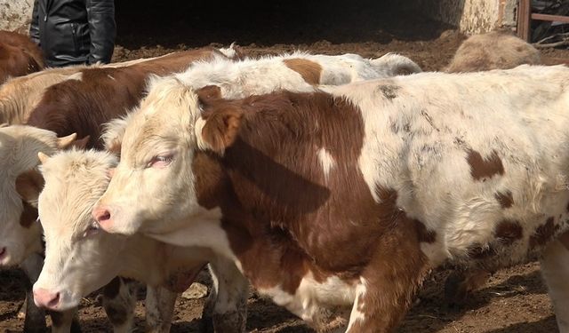 Uzmanı uyardı: "Yeni kesilmiş kurban etini buzdolabına koymayın"