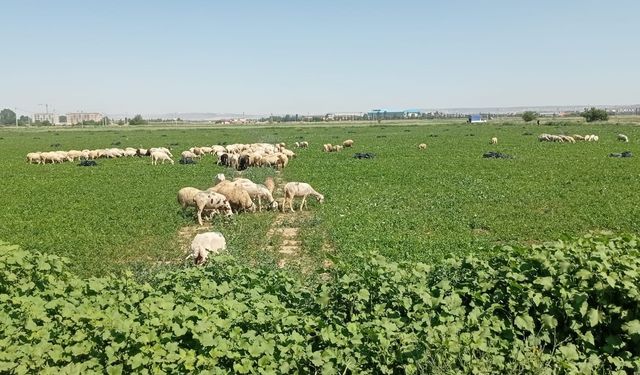 Eskişehir’de çiftçiler satamadıkları maydanozu koyunlara yedirdi