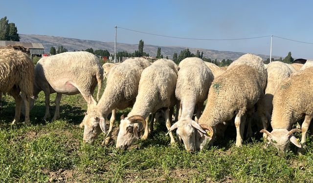 Maydanoz para etmedi, çiftçi koyunlara yedirdi