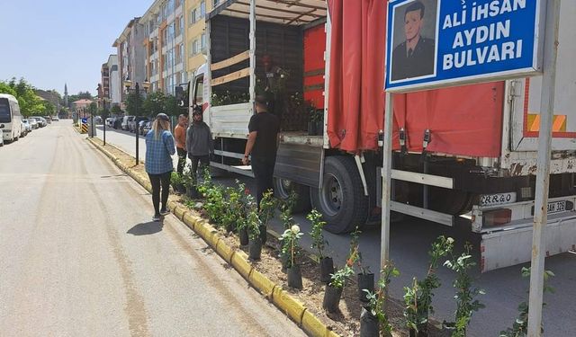 İnönü'de caddeler gül bahçesine dönüyor