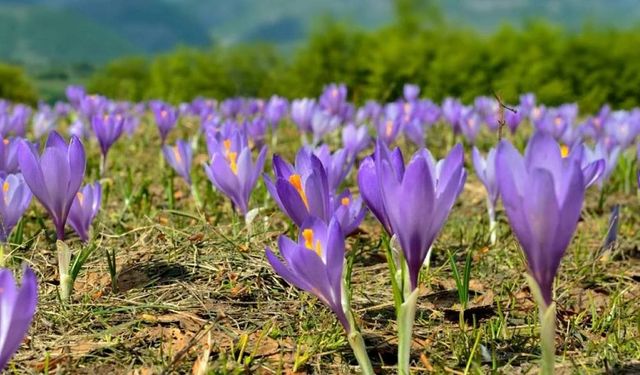 Eskişehir'de bolca yetişiyor! Gramı 600 lira ama yok satıyor!