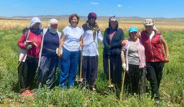 Ayşe Ünlüce kekik tarlasında çalışan kadınları ziyaret etti