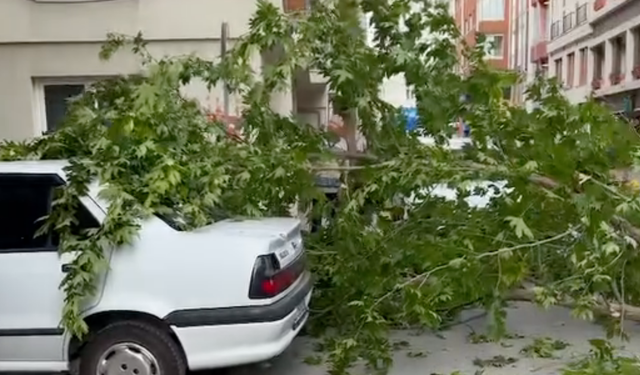 Eskişehir'de fırtına sonucu otomobilin üzerine ağaç devrildi