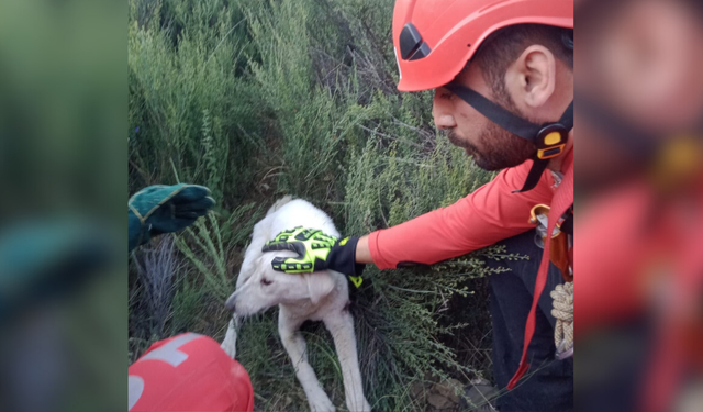 Kuyuya düşen köpeği AKUT ekipleri kurtardı