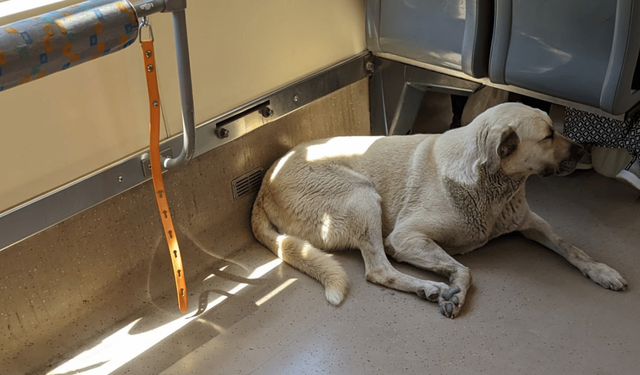 Sıcaktan bunalan sokak köpeği serinlemek için tramvayda yolculuk yaptı