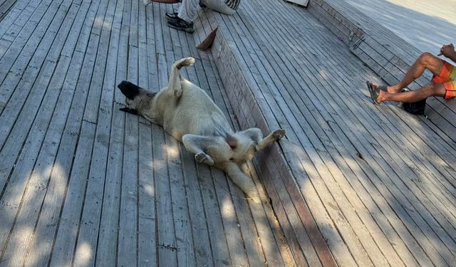 Eskişehir'de sıcak hava köpekleri de etkiledi