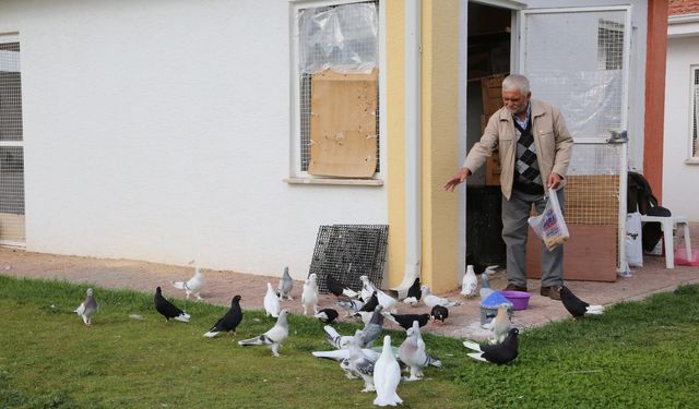 Odunpazarı Belediyesi'nin Güvercin Yetiştiriciliği ve Hastalıkları Eğitimi'nin detayları açıklandı