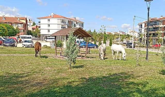 Eskişehir'de başıboş atlar vatandaşı tedirgin ediyor