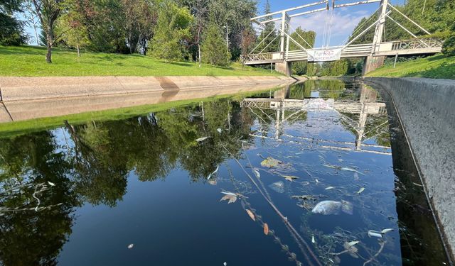 Eskişehir'de toplu balık ölümleri: Gün geçtikçe ilerliyor