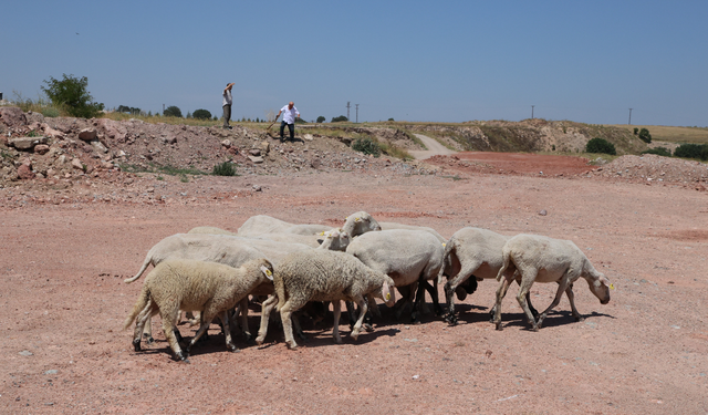 Eskişehir'de sahipsiz köpeklerin saldırdığı 7 koyun telef oldu