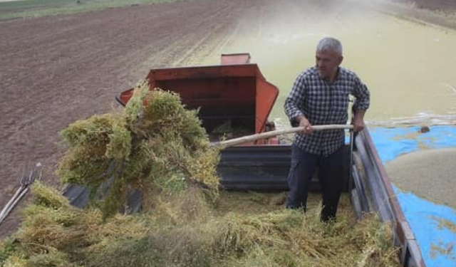 Eskişehir Geçit Kuşağı Tarımsal Araştırma Enstitüsünce geliştirilen mercimeklerin hasatı yapıldı