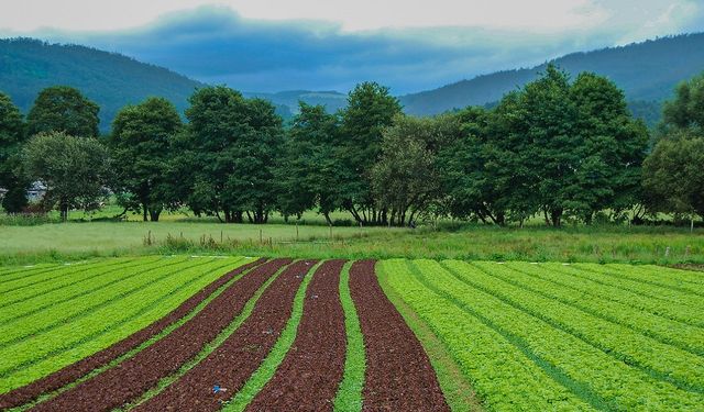 Vatandaş parasını 3'e katlıyor: Yeri olanlar bu ürünü ekmeye başladı