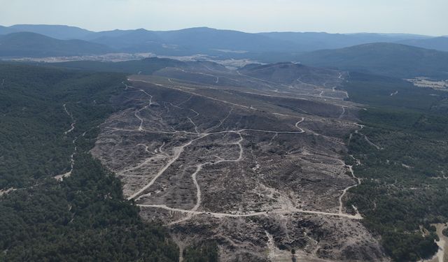 Eskişehir'de yanan ormanlar 333 bin fidanla yeniden yeşerecek