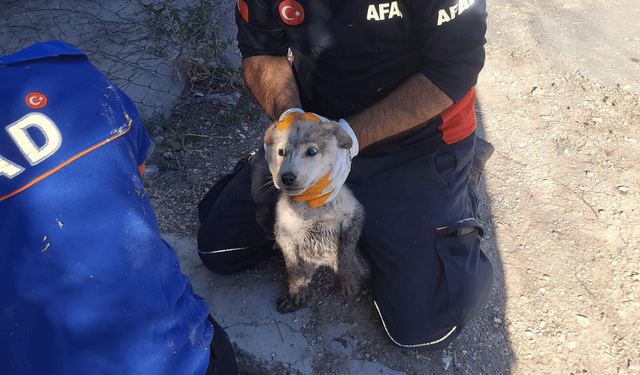 Eskişehir'de ekipler 4 metrelik çukura düşen yavru köpek için seferber oldu