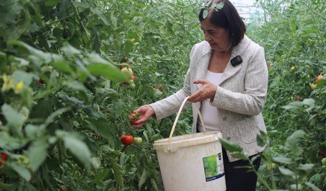 Tarlada maliyetin altında, rafta ateş pahası