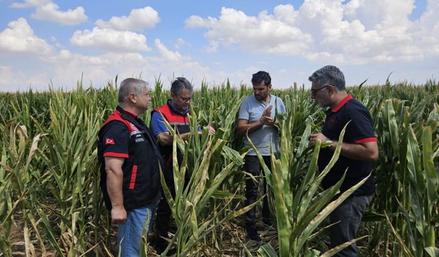 Eskişehir tohumluk üretimini 10 bin dekardan 200 bin dekara ulaştı