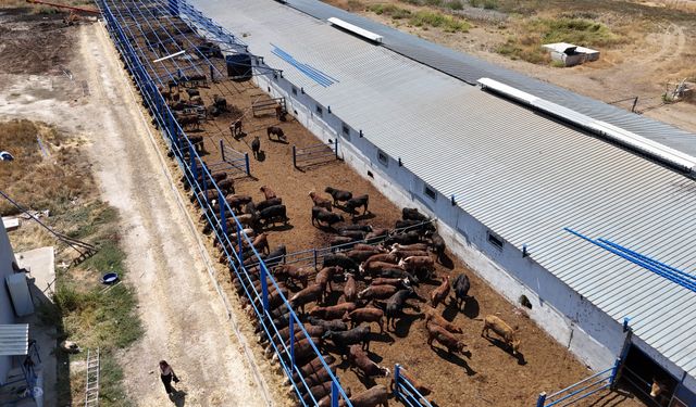 Eskişehirli besi üreticisinden ithalata olumlu tepki