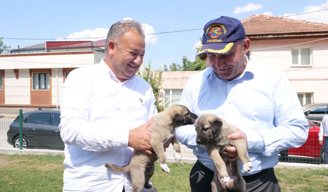 Gürhan Albayrak'tan Eskişehir Büyükşehir Belediyesi’ne sokak hayvanları çağrısı