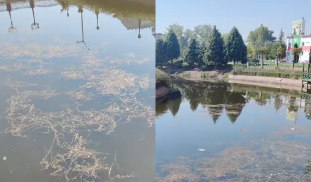 Porsuk Çayı'nda tedirgin eden kirlilik